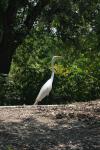 <img100*0:stuff/z/73640/crane.1/i1277914654_2.jpg>