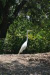 <img100*0:stuff/z/73640/crane.1/i1277914655_3.jpg>