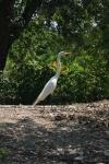 <img100*0:stuff/z/73640/crane.1/i1277914656_4.jpg>