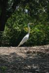 <img100*0:stuff/z/73640/crane.1/i1277914657_5.jpg>