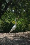 <img100*0:stuff/z/73640/crane.1/i1277914658_6.jpg>