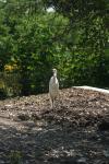 <img100*0:stuff/z/73640/crane.1/i1277914659_7.jpg>