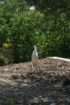 <img100*0:stuff/z/73640/crane.1/i1277914660_8.jpg>