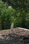 <img100*0:stuff/z/73640/crane.1/i1277914660_9.jpg>