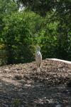 <img100*0:stuff/z/73640/crane.1/i1277915945_1.jpg>