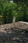 <img100*0:stuff/z/73640/crane.1/i1277915947_2.jpg>