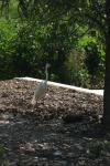 <img100*0:stuff/z/73640/crane.1/i1277915949_3.jpg>