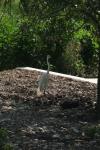 <img100*0:stuff/z/73640/crane.1/i1277915950_4.jpg>