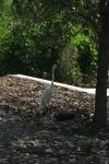<img100*0:stuff/z/73640/crane.1/i1277915951_6.jpg>