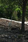 <img100*0:stuff/z/73640/crane.1/i1277915952_7.jpg>