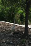 <img100*0:stuff/z/73640/crane.1/i1277915952_8.jpg>