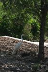 <img100*0:stuff/z/73640/crane.1/i1277915953_9.jpg>