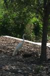 <img100*0:stuff/z/73640/crane.1/i1277917452_1.jpg>