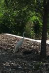 <img100*0:stuff/z/73640/crane.1/i1277917452_2.jpg>