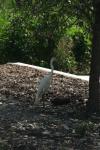 <img100*0:stuff/z/73640/crane.1/i1277917454_5.jpg>