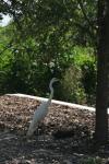 <img100*0:stuff/z/73640/crane.1/i1277917455_6.jpg>
