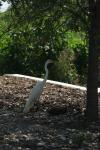 <img100*0:stuff/z/73640/crane.1/i1277917456_7.jpg>