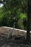 <img100*0:stuff/z/73640/crane.1/i1277917457_8.jpg>