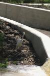 <img100*0:stuff/z/73640/crane.1/i1277943594_4.jpg>