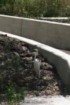 <img100*0:stuff/z/73640/crane.1/i1277943600_12.jpg>
