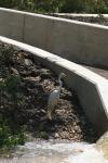 <img100*0:stuff/z/73640/crane.1/i1277943600_13.jpg>