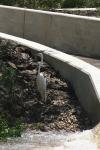 <img100*0:stuff/z/73640/crane.1/i1277943601_14.jpg>