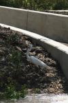 <img100*0:stuff/z/73640/crane.1/i1277943603_16.jpg>