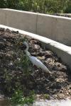 <img100*0:stuff/z/73640/crane.1/i1277943604_18.jpg>