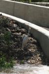 <img100*0:stuff/z/73640/crane.1/i1277944522_2.jpg>