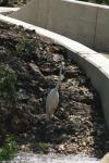 <img100*0:stuff/z/73640/crane.1/i1277944523_3.jpg>