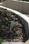<img100*0:stuff/z/73640/crane.1/i1277944526_7.jpg>