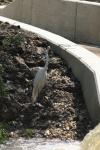 <img100*0:stuff/z/73640/crane.1/i1277944527_8.jpg>