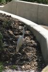 <img100*0:stuff/z/73640/crane.1/i1277944527_9.jpg>