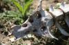<img100*0:stuff/z/73640/dead%2520animal.1/i1275867800_1.jpg>