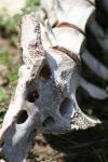 <img100*0:stuff/z/73640/dead%2520animal.1/i1275867804_5.jpg>