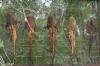 <img100*0:stuff/z/73640/dead%2520reference/i1262755041_1.jpg>