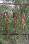 <img100*0:stuff/z/73640/dead%2520reference/i1262755041_2.jpg>