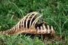<img100*0:stuff/z/73640/dead%2520reference/i1262755041_4.jpg>
