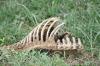 <img100*0:stuff/z/73640/dead%2520reference/i1262755041_6.jpg>