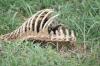 <img100*0:stuff/z/73640/dead%2520reference/i1262755042_12.jpg>
