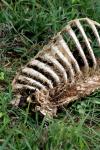 <img100*0:stuff/z/73640/dead%2520reference/i1262755042_7.jpg>