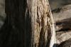<img100*0:stuff/z/73640/dead%2520trees.1/i1275529336_1.jpg>