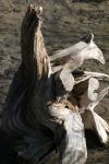 <img100*0:stuff/z/73640/dead%2520trees.1/i1275529342_6.jpg>