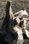 <img100*0:stuff/z/73640/dead%2520trees.1/i1275529342_7.jpg>