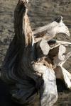 <img100*0:stuff/z/73640/dead%2520trees.1/i1275529343_8.jpg>