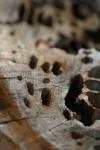 <img100*0:stuff/z/73640/dead%2520trees.1/i1275529346_12.jpg>