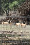 <img100*0:stuff/z/73640/deer%2520reference.1/i1262669853_1.jpg>