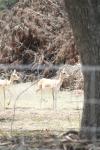 <img100*0:stuff/z/73640/deer%2520reference.1/i1262669853_2.jpg>