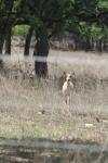 <img100*0:stuff/z/73640/deer%2520reference.1/i1262669853_3.jpg>