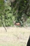 <img100*0:stuff/z/73640/deer%2520reference.1/i1262669853_4.jpg>